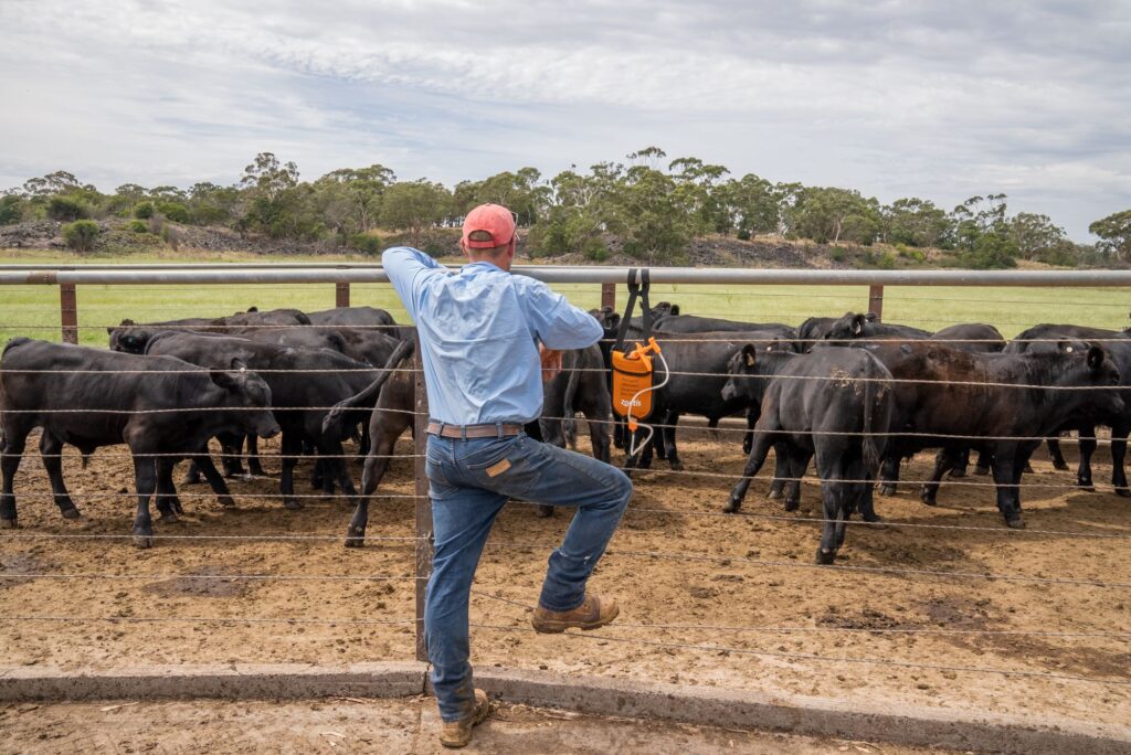 Focus Area: Animal & Herd