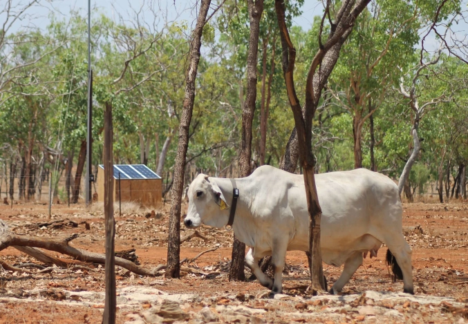 Technology improving calf survival in northern Australia