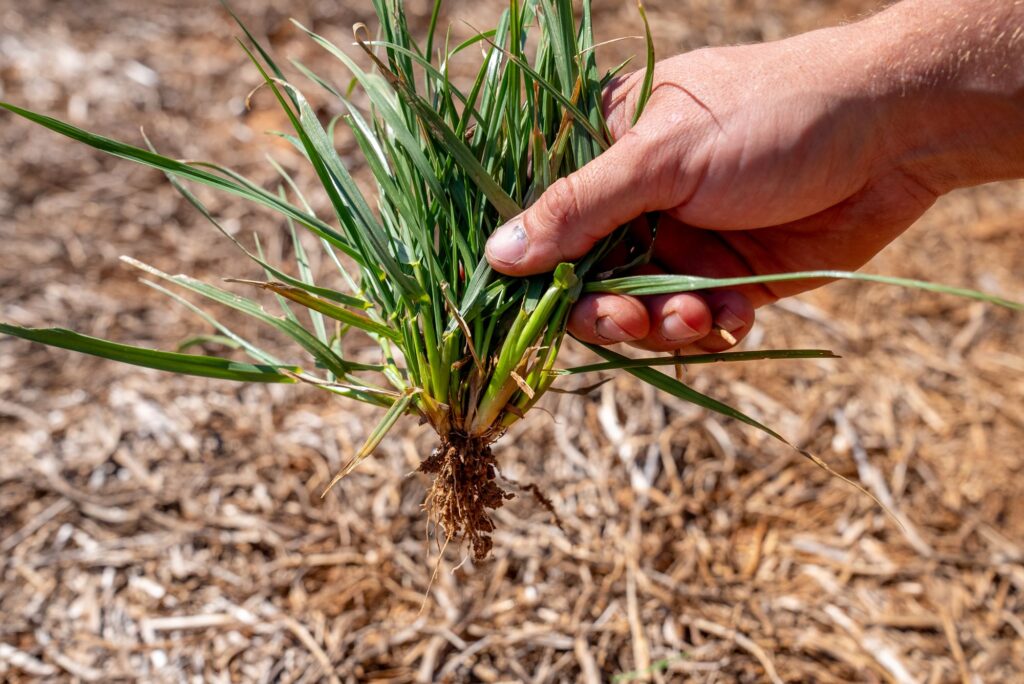 Focus Area: Pest, Weed & Disease