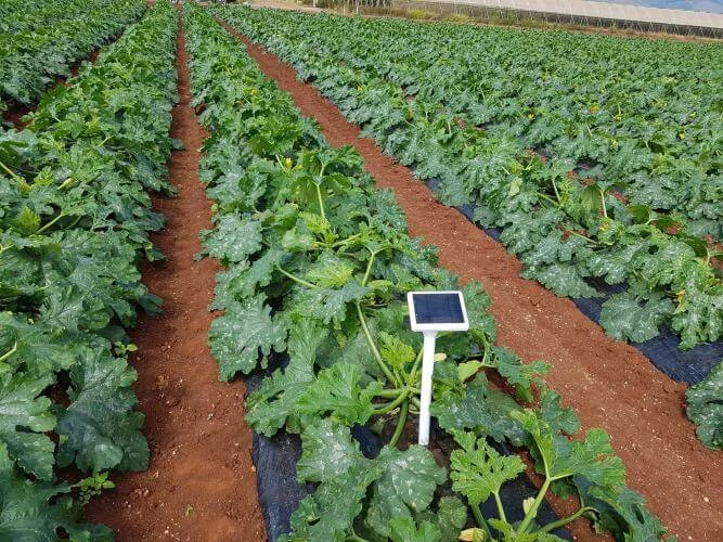 Making better cropping decisions with soil moisture sensors