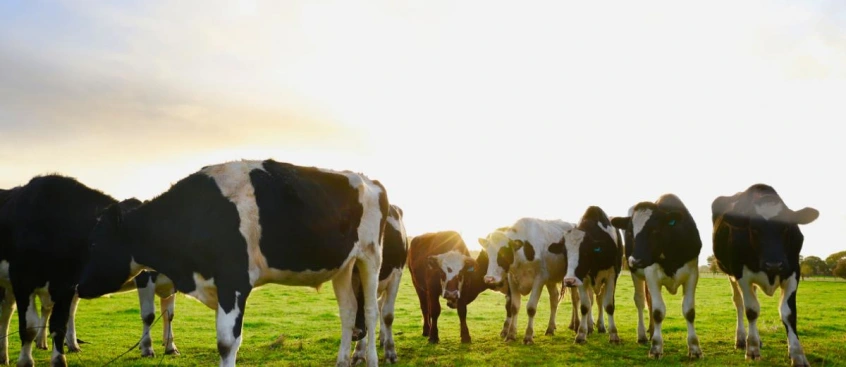 Smart pasture tools to build paddock potential