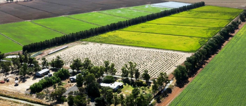 Water Use Efficiency and Rice