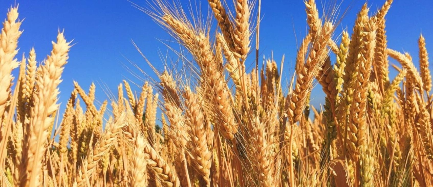 Technology delivers a data harvest